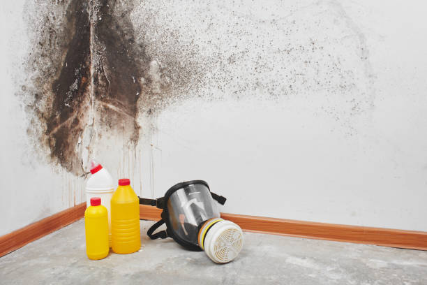 Best Attic Mold Removal  in Montgomery, OH