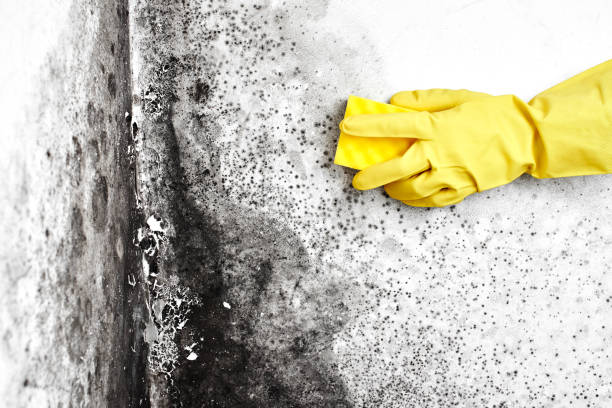 Best Home Mold Removal  in Montgomery, OH