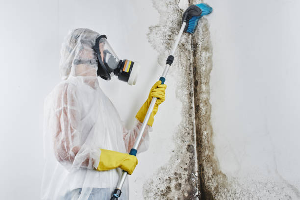 Best Fast Mold Removal  in Montgomery, OH