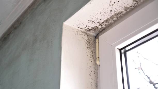 Best Toxic Mold Removal  in Montgomery, OH