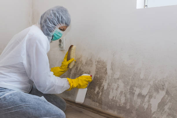 Best Black Mold Removal  in Montgomery, OH