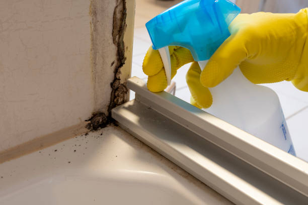 Best Same-Day Mold Removal  in Montgomery, OH