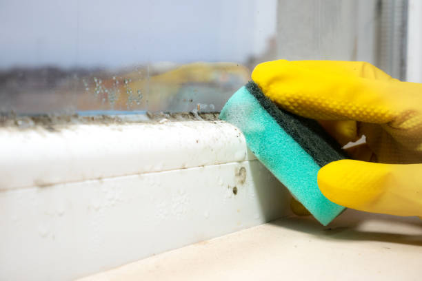 Best Mold Removal Near Me  in Montgomery, OH