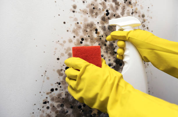 Best Mold Removal Company Near Me  in Montgomery, OH