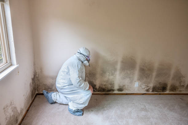 Attic Mold Removal in Montgomery, OH