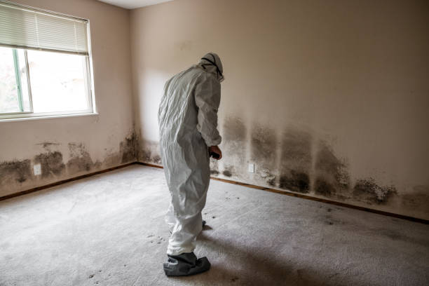 Best Office Mold Removal Services  in Montgomery, OH