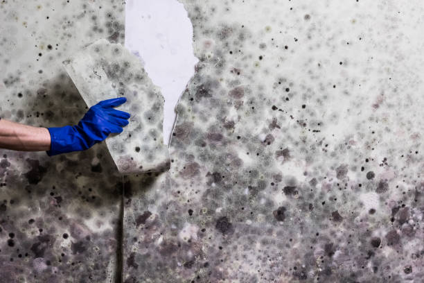 Best Mold Remediation Experts  in Montgomery, OH