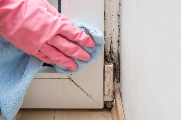 Best Home Mold Removal  in Montgomery, OH
